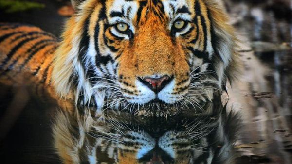 Wild Tiger (Twitter)