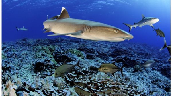 National Geographic Abu Dhabi Launches Sharkfest 2020 Starting on 5th August 2020 at 9 PM UAE Time/8 PM KSA Time