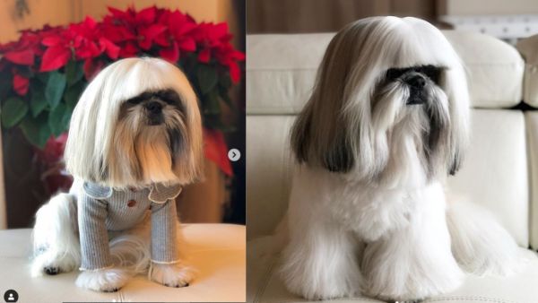 Bontenmaru, five, who is named after a Japanese samurai, and lives in Tokyo, has become an internet star racking up more than 22,000 Instagram followers. (Instagram/ @bonten._.maru)