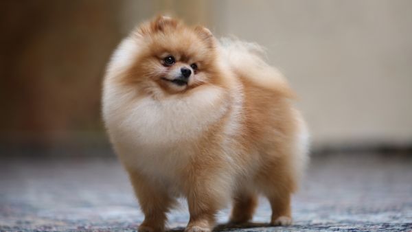 Pomeranian portrait dog  (Shutterstock)	