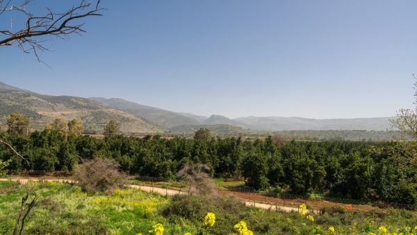  The "Rephaim" includes not only infantry soldiers but also tank corps, artillery, paratroopers and special forces.