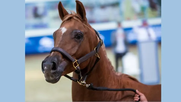 Horses From QF’s Al Shaqab Hit the Auction Block