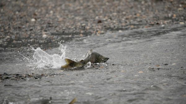 Experts have now uncovered 11 species of fish with the same ability. (Shutterstock/ File Photo)