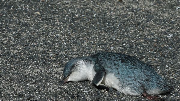 (Shutterstock/ File Photo)