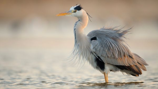Grey Heron. (Shutterstock/ File Photo)