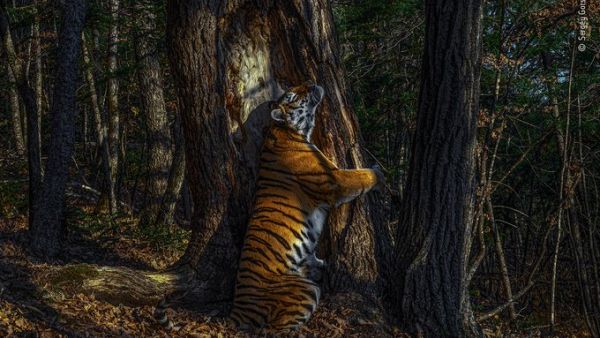 A rare, hopeful image of a Siberian tiger in Russia's Far East won Russian photographer Sergey Gorshkov the honor of Wildlife Photographer of the Year (Twitter)