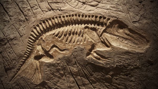 Model Dinosaur fossil. (Shutterstock/ File Photo)