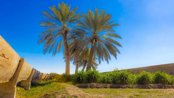 Ahsa oasis is located in the middle deserts of Saudi Arabia. It is famous of the wide spread of palm trees.  (Shutterstock/ File Photo)