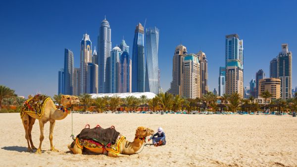 The camels on Jumeirah beach and skyscrapers in Dubai. (Shutterstock/ File Photo)