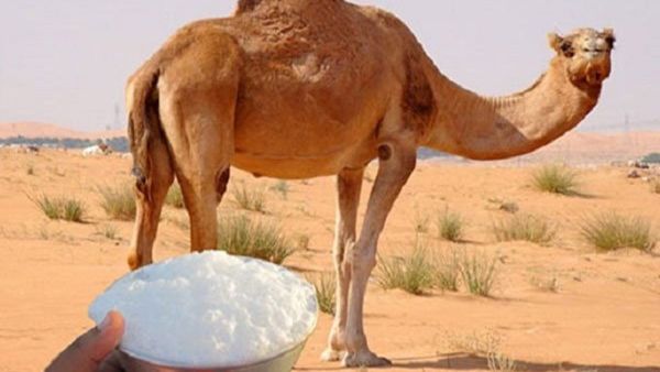 ويحتوي حليب الإبل على كميات أقل من اللاكتوز؛ وهو الإنزيم اللازم لهضم السكر