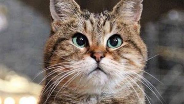 Hagia Sophia’s protector for 15 years, Gli the Cat, has just died (Twitter)