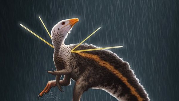 Dancing chicken-sized dinosaur (Twitter)