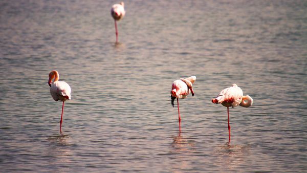 Miankaleh Wildlife Refuge is located at the southeast corner of the Caspian Sea, the Miankaleh Peninsula separating the Bay of Gorgan from the Caspian. (Twitter)