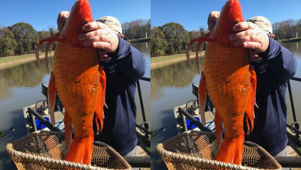 The unusually large goldfish was found swimming in Oak Grove Lake Park in Greenville. (Facebook)