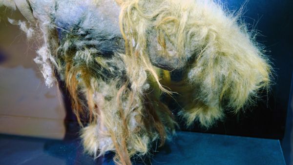 The back leg with a hair mummy of a young mammoth Yuka. (Shutterstock/ File Photo)