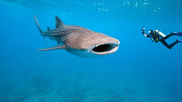 Whale shark and underwater photographer. (Shutterstock/ File Photo)