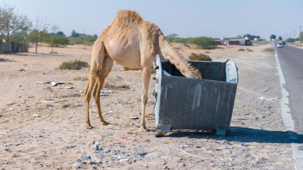 (Shutterstock)	  (Shutterstock)