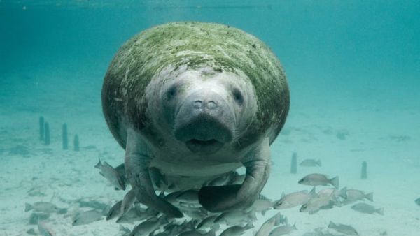 خروف البحر-Manatee