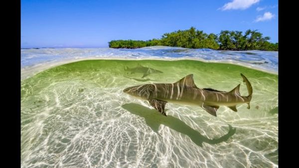 Lemon sharks swim in the shallow waters by the mangrove forests of Bimini, Bahamas. From the ‘Oceans’ episode of ‘A Perfect Planet.’ (© Ed Charles / Silverback Films 2018)