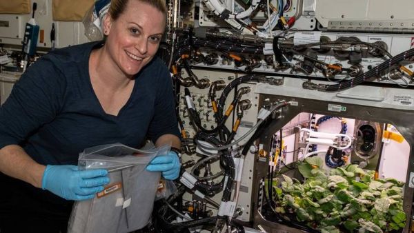 Astronaut Kate Rubins harvests radishes Wednesday aboard the International Space Station. (Photo courtesy of NASA)