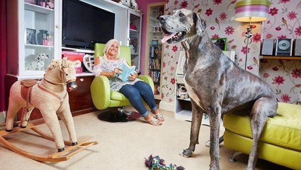 Freddy the Great Dane, shown here with owner Claire Stoneman, known as the tallest dog in the world, has died. Photo courtesy Guinness World Records