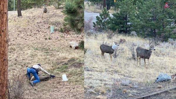Wildlife officer Joe Nicholson was able to remove this 10-pound plastic bird feeder on the neck of this mule deer near Pine on Saturday. (Twitter)