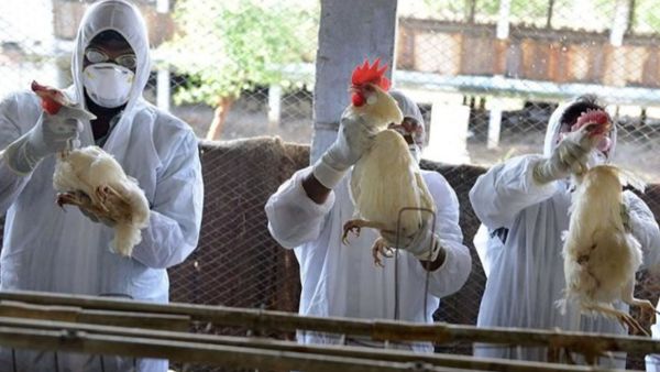 حوالي 400 ألف بطة قد تم إعدامها في جنوب شرق فرنسا