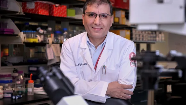 WCM-Q Scientists Investigate Whether Camels Hold a Cure for COVID