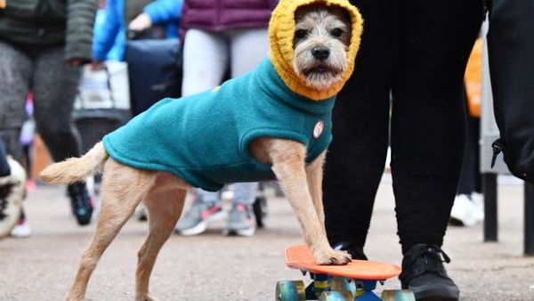 مهرجان Crufts 
