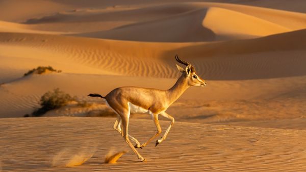 Success stories at Dubai Desert Conservation Reserve and Emirates Wolgan Valley showcase results of decades-long investment Emirates Group Reaffirms Commitment To Wildlife And Habitat Conservation