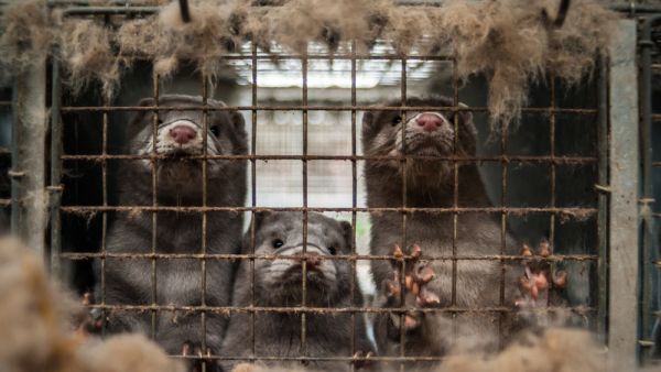 Caged mink from farm