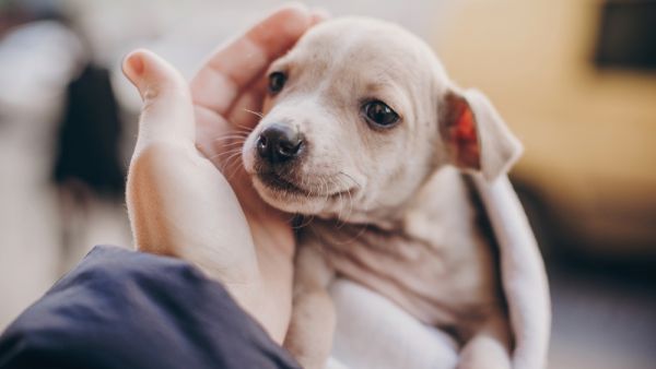 stray dogs get shelter in Indonesia