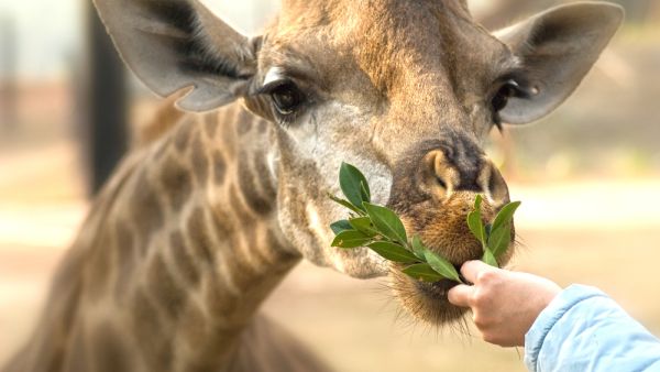 Children feeding a giraffe