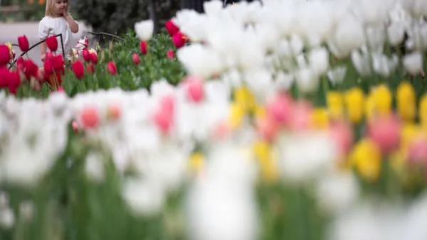 ورود التوليب في ولاية كاليفورنيا الأمريكية