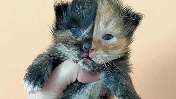 Orphaned kitten was named Apricot