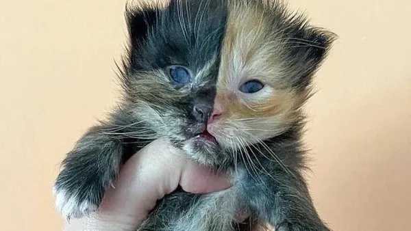 القطة مشمش