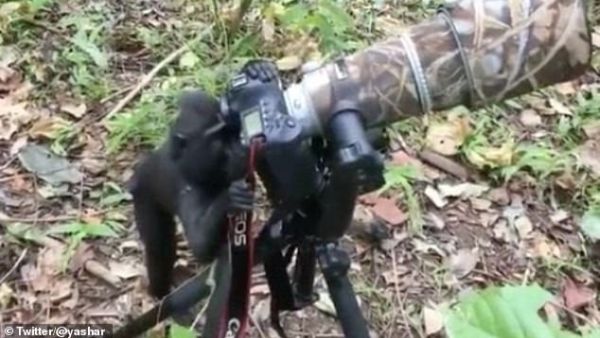 Indonesian Macaque grabs the camera like a pro