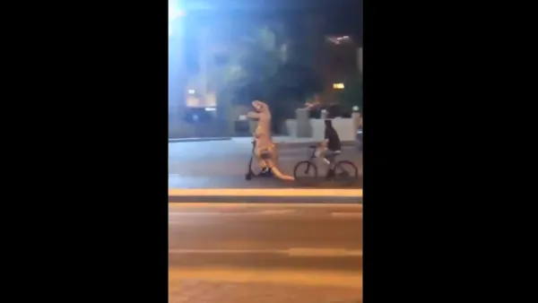 "ديناصوريات" تتجول في شوارع ⁧‫وشاليهات الكويت