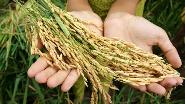 food security