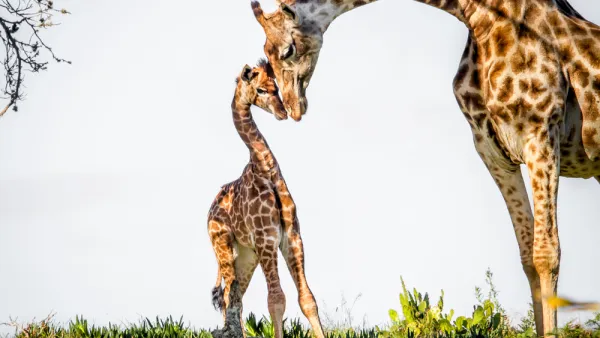 Baby giraffe