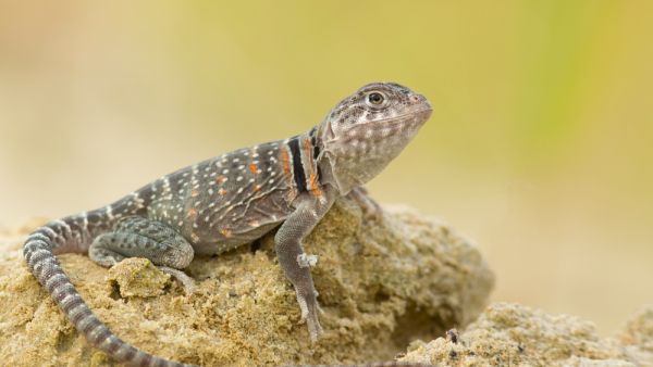 lizard on a car trip