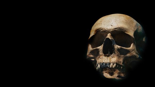 The Human skull 
