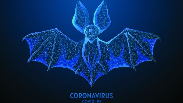 Bat