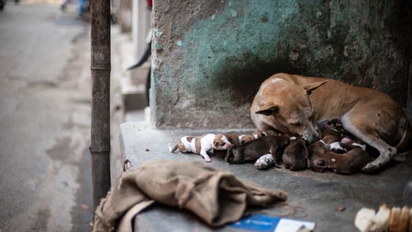 A street dog feeding her new born puppies (Shutterstock) A street dog feeding her new born puppies