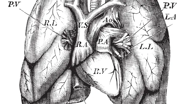 Human Heart and Lungs