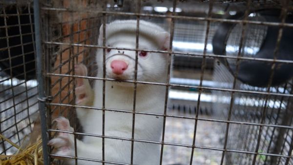 حرق ملايين جثث المنك في الدنمارك على مدى شهرين