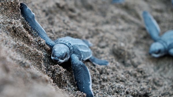 turtle