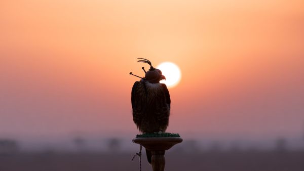 Saker falcon