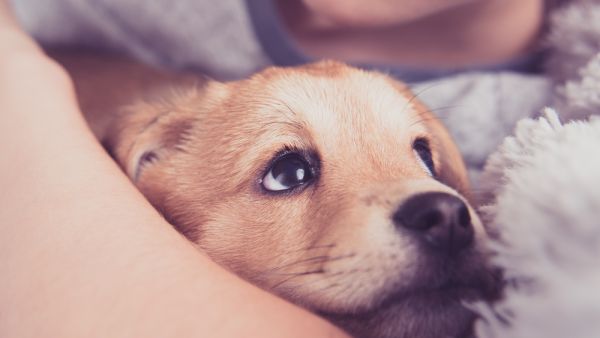 mixed-breed puppies (Shutterstock) mixed-breed puppies