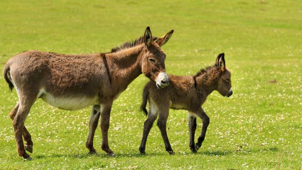 Take care  of your donkeys